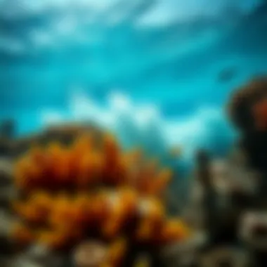 Impact of climate change on coral health