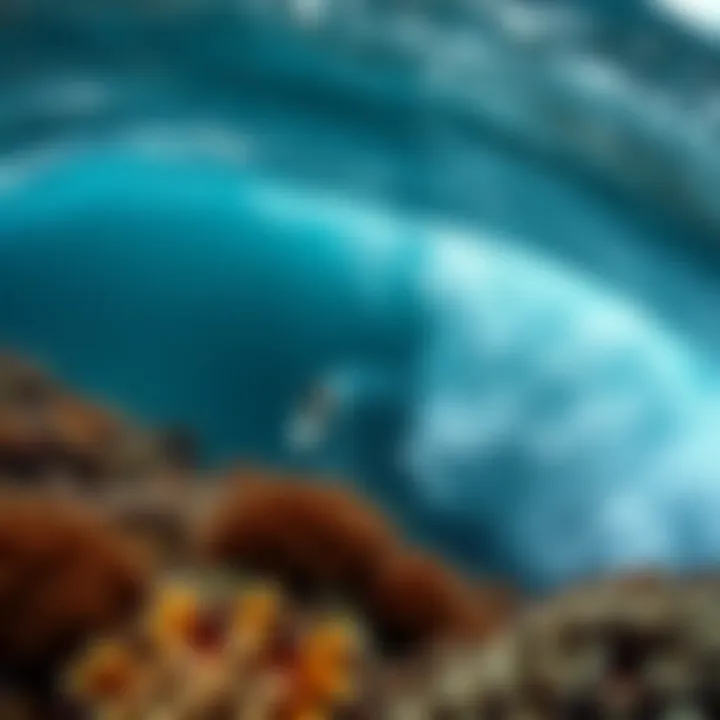 Conservation efforts protecting coral reefs