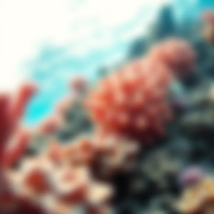 Vibrant coral formations teeming with life
