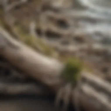 An intricate close-up of driftwood intertwined with seaweed