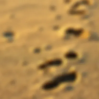 Footprints in the Sand: Nature's Embrace A close-up of footprints on the sandy beach, signifying connection to nature