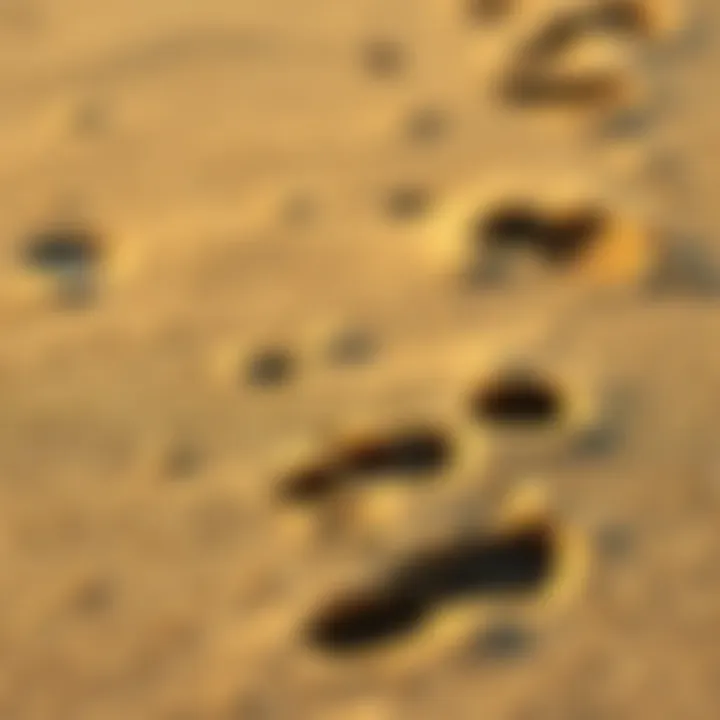 Footprints in the Sand: Nature's Embrace A close-up of footprints on the sandy beach, signifying connection to nature