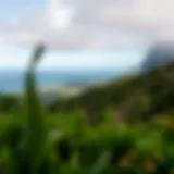 Serene landscape view of Flores Island showcasing lush greenery and the ocean