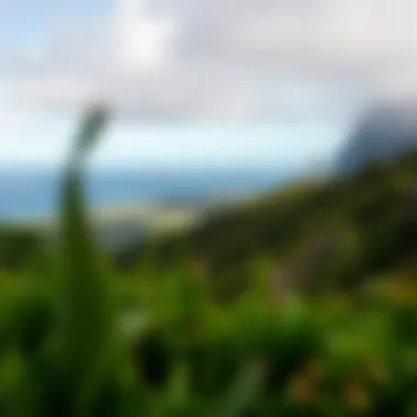 Breathtaking Views of Flores Island Serene landscape view of Flores Island showcasing lush greenery and the ocean