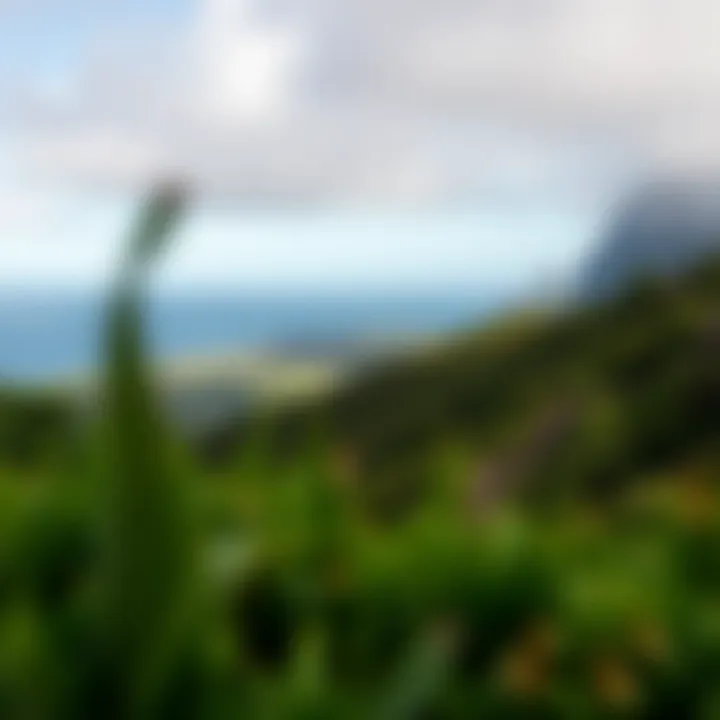 Breathtaking Views of Flores Island Serene landscape view of Flores Island showcasing lush greenery and the ocean