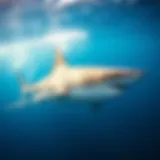 A magnificent shark gliding through clear blue waters, showcasing its natural grace and power.