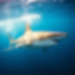 A magnificent shark gliding through clear blue waters, showcasing its natural grace and power.