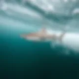A sleek shark gliding through clear ocean waters