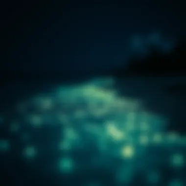 Close-up of glowing plankton illuminating the shore at night on Vaadhoo Island