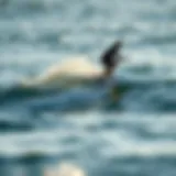 A sleek foil surf machine gliding over water