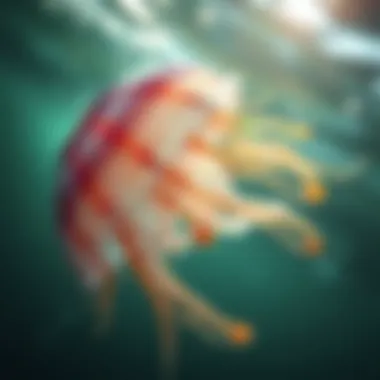 Close Encounter with a Jellyfish A close-up view of a jellyfish in its natural habitat