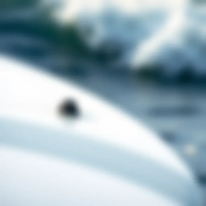 Material Composition of Odysea Surfboard Detailed view of the material composition of Odysea surfboard