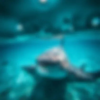 Shark Resting on the Ocean Floor A serene underwater view of a shark resting on the ocean floor