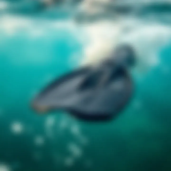 Maintenance Tips for Swim Fins Longevity Visual guide on maintenance tips for prolonging the life of swim fins