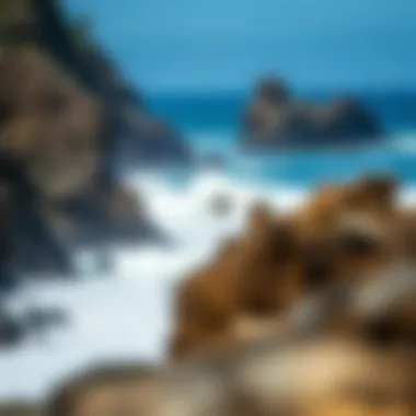 Surfing at Big Sur's Rocky Shoreline Rocky shoreline with surfers at Big Sur